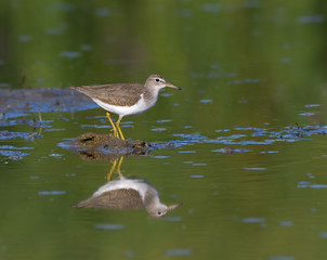 Spotted Sandpiper Foraging in Summer