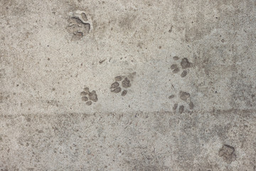 Concrete. Texture. Cat footprints