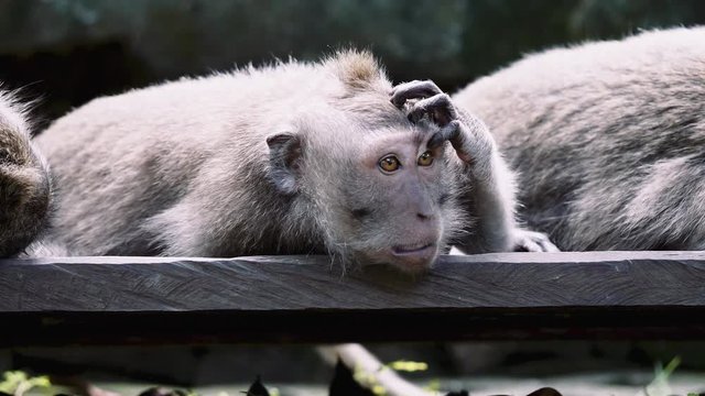 Monkey thinking Ubud, Bali, Indonesia