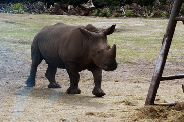 Obraz premium Nosorożec w niewoli w zoo