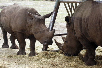 Naklejka premium Nosorożec w niewoli w zoo