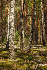 Birch in a pine forest. Close-up