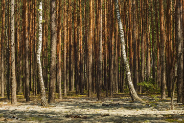 Pine forest in sunny weather