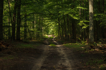 Obraz premium Forest road. Sun rays illuminate the dark forest. Background. Summer