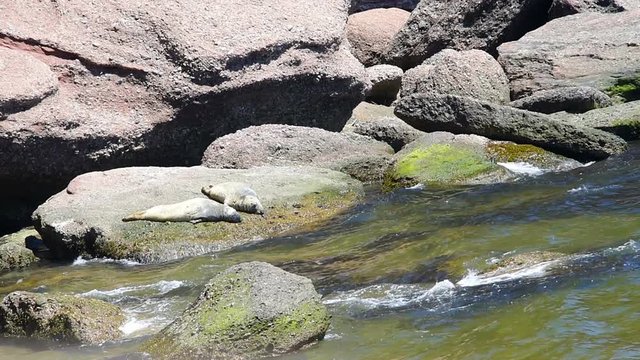 Cove beach in Bonaventure Island in Quebec, Canada in Gaspe, Gaspesie region with closeup of two grey seals resting on rock with red blood