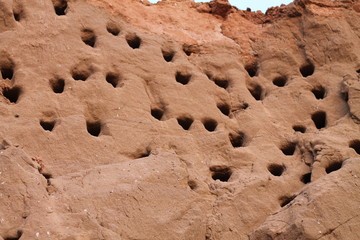 Nests of swallows.