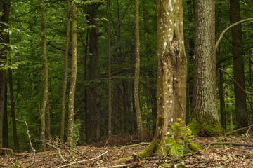 Obraz premium Hornbeam forest. Forest landscape