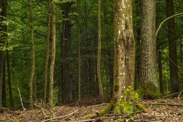 Hornbeam forest. Forest landscape