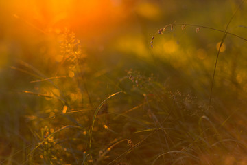 Sunset grass under soft orange sunlight. Abstract nature background, macro