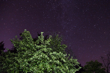 Night sky with stars and tree branch with green leaves