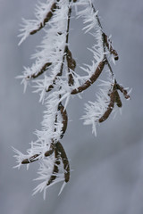 Eiskristalle an Birke
