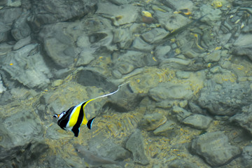 Tropical fish in tropical waters