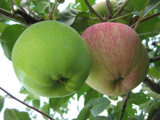 Two apples, one green, the other red, hanging on one branch. Two apples on a Sunny day hang and ripen on a branch. One fruit is green and the other is red.  On the tree many fruits-a good crops. These