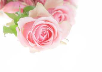 Fototapeta na wymiar pink rose macro