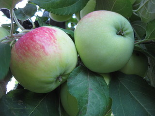 Apples green with red side, among the green leaves on the tree. The apples are green on the red side, among the green leaves on the tree. The fruits ripen in the garden. The fruits are juicy, fragrant