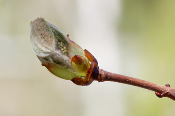 A chestnut tree (Castanea) bud beginning to bloom