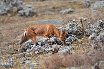 loup d' Abyssinie