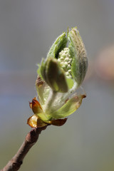 A chestnut tree (Castanea) bud beginning to bloom