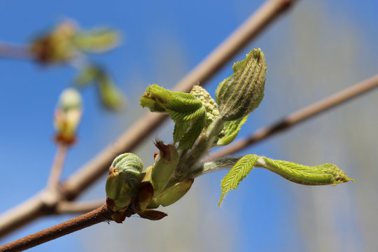 New leaves of chestnut tree (Castanea) and buds ready to bloom
