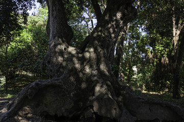An age-old trunk of a tree in the city park.