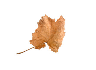 yellow fallen autumnal leaf of grapes isolated v-neck on white background