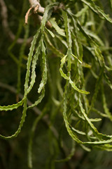 A leaf of a green fern close-up on a blurred background.