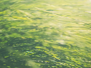 Garden Carex Background