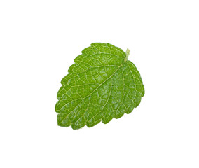 sheet of refreshing mint isolated on white background