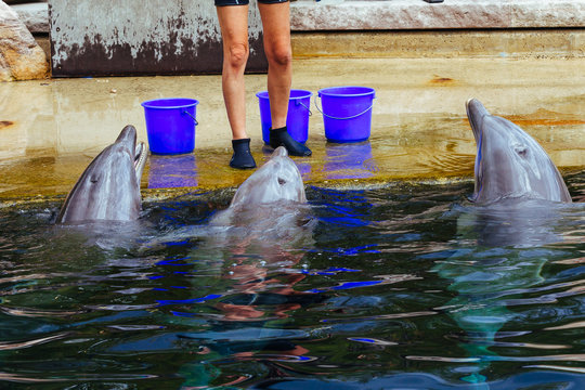 Dolphins in zoo