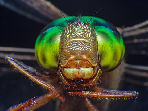 Extreme macro shot eye of dragonfly in wild. Close up detail eye dragonfly is very small. Dragonfly on yellow leave. Selective focus. - Powered by Adobe