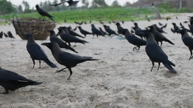 crow on the beach, slow motion