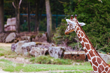Giraffe in zoo