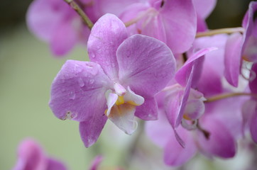 Naklejka premium Orchidea con rugiada
