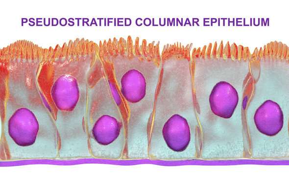 Pseudostratified columnar epithelium, 3D illustration. Epithelium found in trachea and upper part of digestive tract