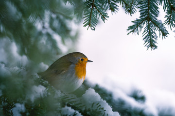 Rouge-gorge en hiver