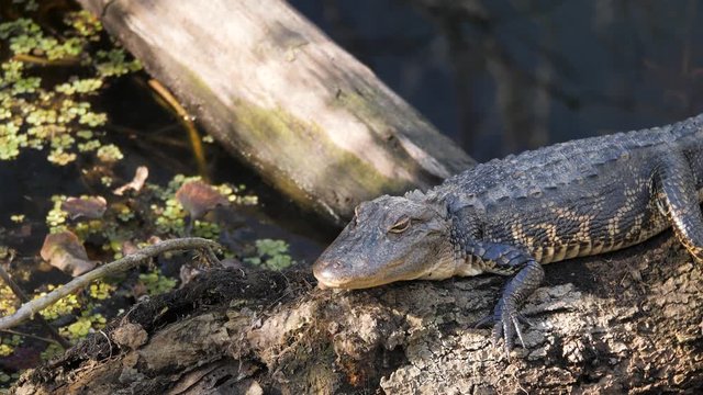Medium shot of baby alligator sunning on a log in a Florida swamp.