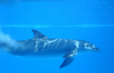 Fototapeta premium Delfín mular de perfil nadando debajo del agua durante un show en día soleado. Vista submarina de cetáceo, mamífero marino en cautividad buceando en una piscina o tanque azul del zoo. 