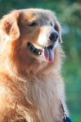Obraz premium Portrait of golden retriverer dog.