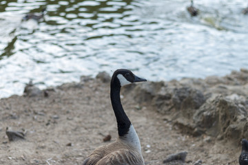 close up goose