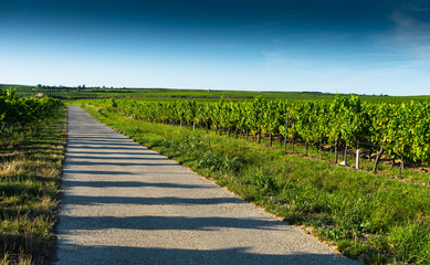 Weg durch die Weinberge in Rheinhessen