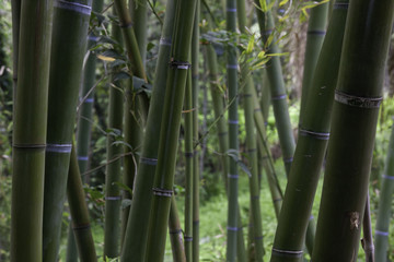 Obraz premium Bambusowy las trzcinowy, w parku miejskim.