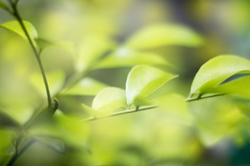 Fototapeta na wymiar closedup green leaf of treetop background