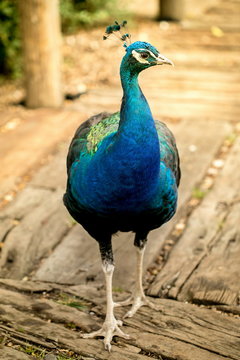 Vertical image of bright colorful blue and green peacock male with crest standing on a wooden path, blurry brown background