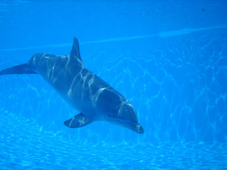Delfín mular nadando debajo del agua durante show en día soleado en zoo marino de Calvià, Mallorca. Vista submarina de cetáceo, mamífero marino en cautividad buceando en piscina azul.	
