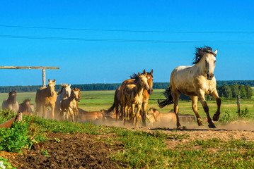 herd of horses running on the field