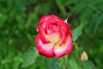 Blooming fully open rose with petals in bright red and white color combination on dark green leaves background on warm sunny day