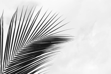 palm coconut leaves  - monochrome