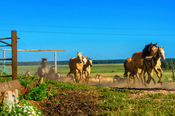 herd of horses running on the field
