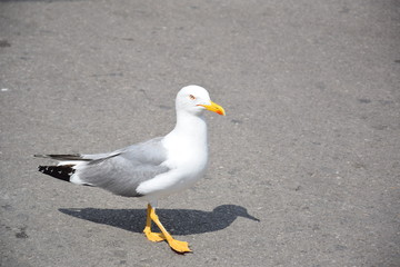 Obraz premium Martı