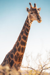 Long Neck